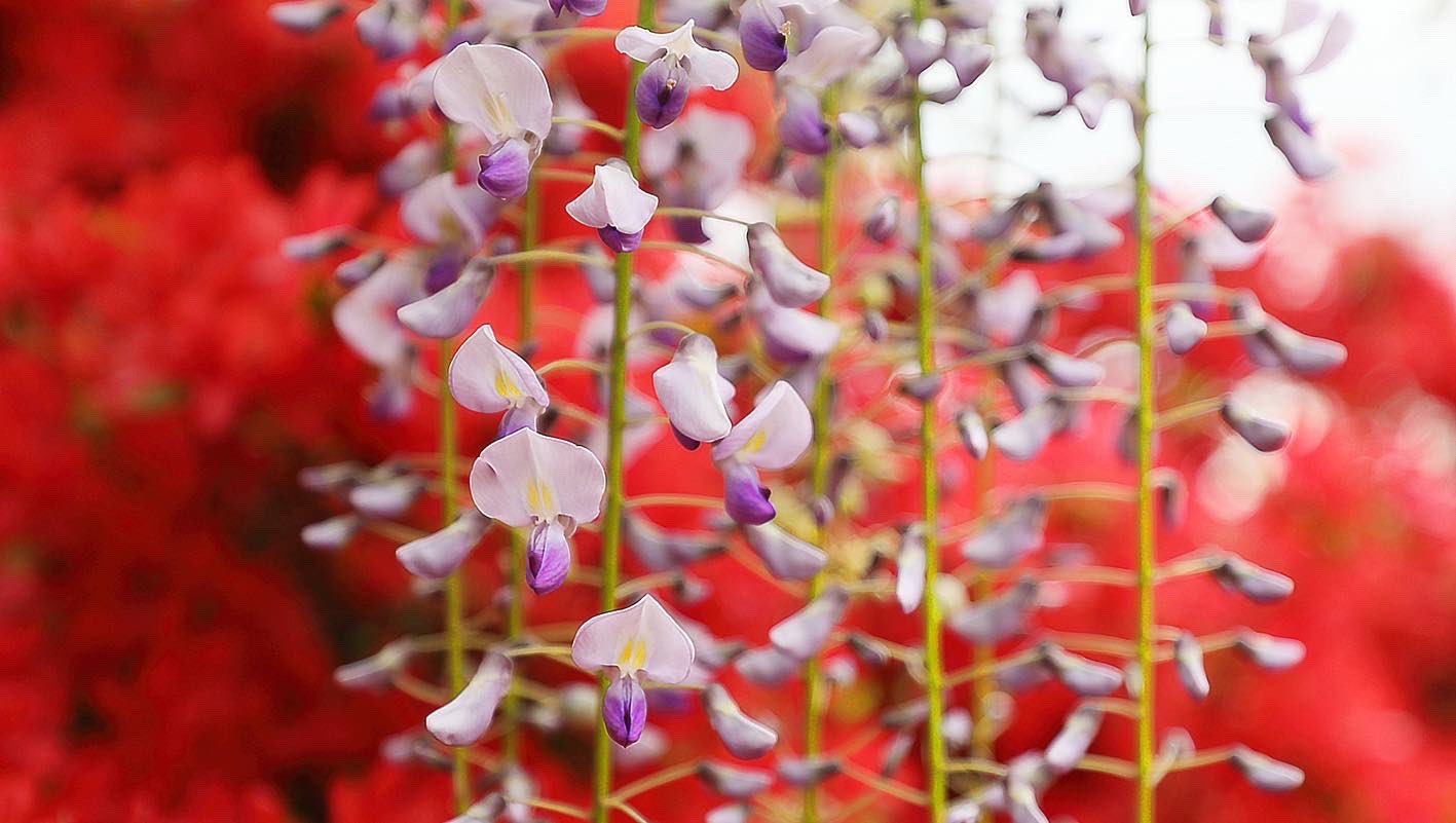 つつじの花 Twitter Search Twitter