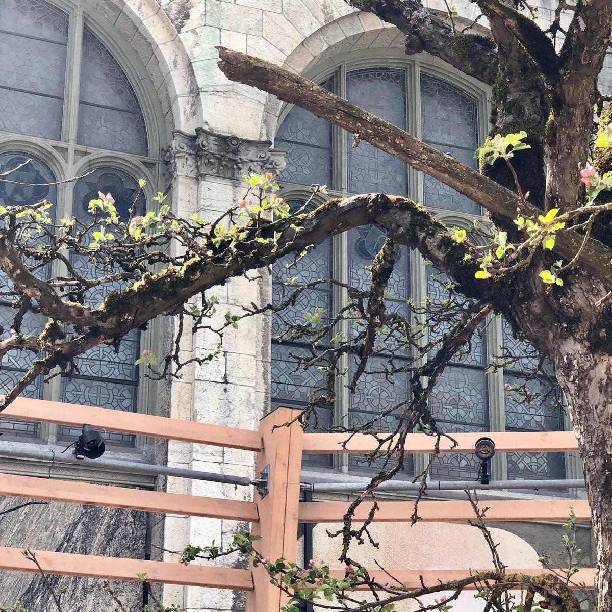 littmann_klaus's tweet photo. #TagdesBaumes - Hitze & Trockenheit setzen den Bäumen zu. Was man aktuell in der "Arena für einen Baum" sehen kann, nennt man auch Angst- oder Notblüte. Diese Blüten sind kein gutes Zeichen, sondern vielmehr DAS LETZTE AUFBÄUMEN, wenn es den Bäumen schlecht geht #arenaforatree https://t.co/eKU0TT6J9T