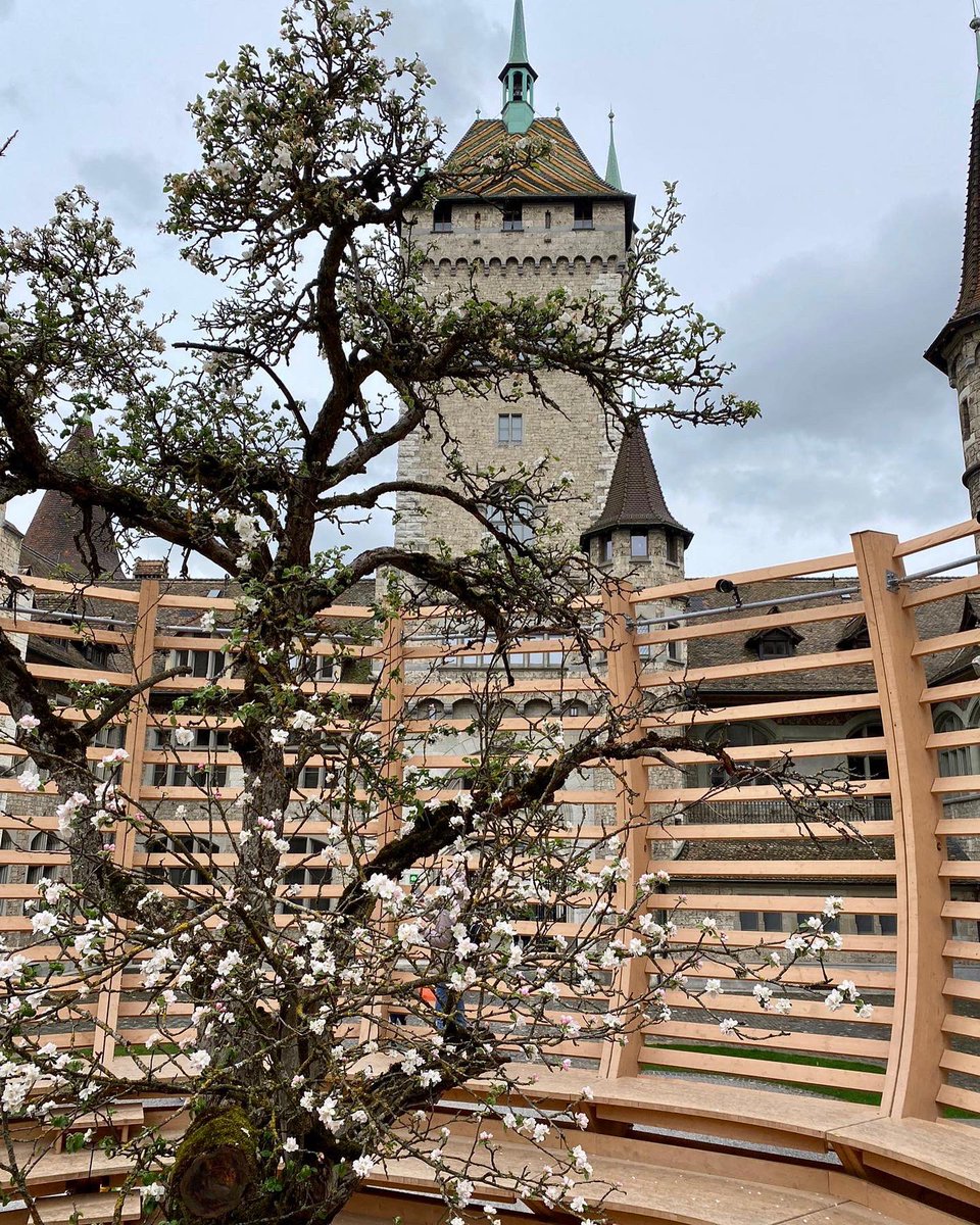 littmann_klaus's tweet photo. #TagdesBaumes - Hitze & Trockenheit setzen den Bäumen zu. Was man aktuell in der "Arena für einen Baum" sehen kann, nennt man auch Angst- oder Notblüte. Diese Blüten sind kein gutes Zeichen, sondern vielmehr DAS LETZTE AUFBÄUMEN, wenn es den Bäumen schlecht geht #arenaforatree https://t.co/eKU0TT6J9T