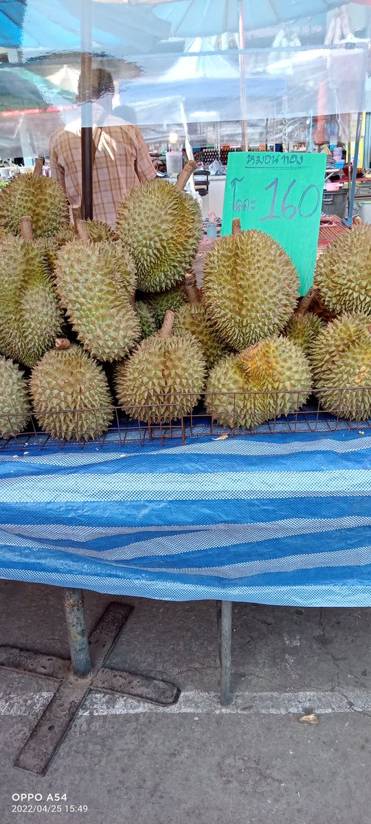 Kamonnew1's tweet photo. @JacksonWang852  NONG JACK ,Durian Season TO THAILAND https://t.co/SVVwpGsR09
