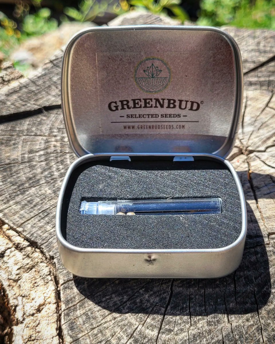 Sophie_MJ's tweet photo. En @GreenbudSeeds cuidamos cada detalle💚⭐️
Semillas envasadas es cristal y protegias en su latita personalizada. Luego la podrás usar para llevar tus flores a la playa😜
#BLUEBERRY99 💄
Los Detalles marcan la diferencia🧿
#Greenbudseeds #AdrycsCove
#LaSofiJardinera 👩🏼🌾🧿🍀⭐️☀️💨 https://t.co/HAKo7mKOnq
