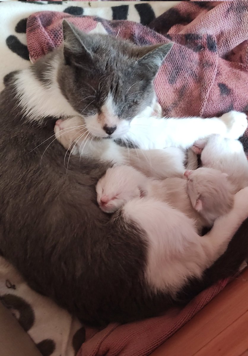 gato_montes_'s tweet photo. Gente, vuelvo a tener gatitos. Dos gatas de la calle los han tenido en mi patio.

Son 7 y por ahora parecen todos blanquitos. Tampoco sabemos el sexo aún porque son muy pequeños.

Estamos en Sevilla, pero los podríamos mover. Alguien estaría interesado cuando crezcan un poquito? https://t.co/FpUhdwXT17