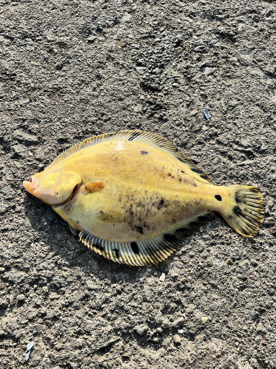 Junky0822's tweet photo. 今日は今年になって初の室蘭での釣り🎣

天気もいいしまったりやりますか。
投げ竿1本出した途端にあたりが、上がってきたのが、まさかのマツカワさん😳

めっちゃ嬉しい〜😁 https://t.co/e5Jh4w5o3f