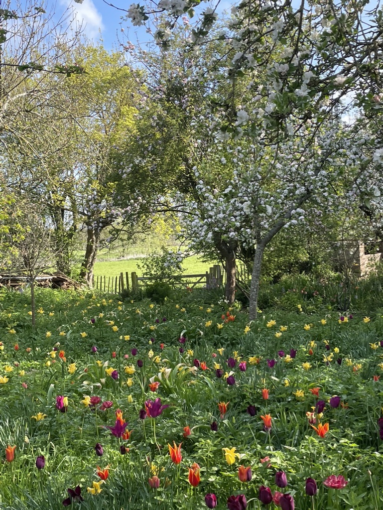 The orchard this morning