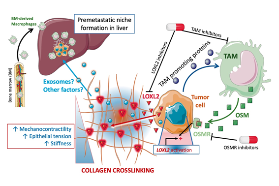 CSIC_VAACT's tweet photo. 📢Identificados los principales componentes del #microambiente fibroinflamatorio del #cáncer de páncreas.
➡️https://t.co/L95J2NCeIN
#ConexionesCSIC #CSIChubs @CancerCSIC https://t.co/tDBpT4ikux