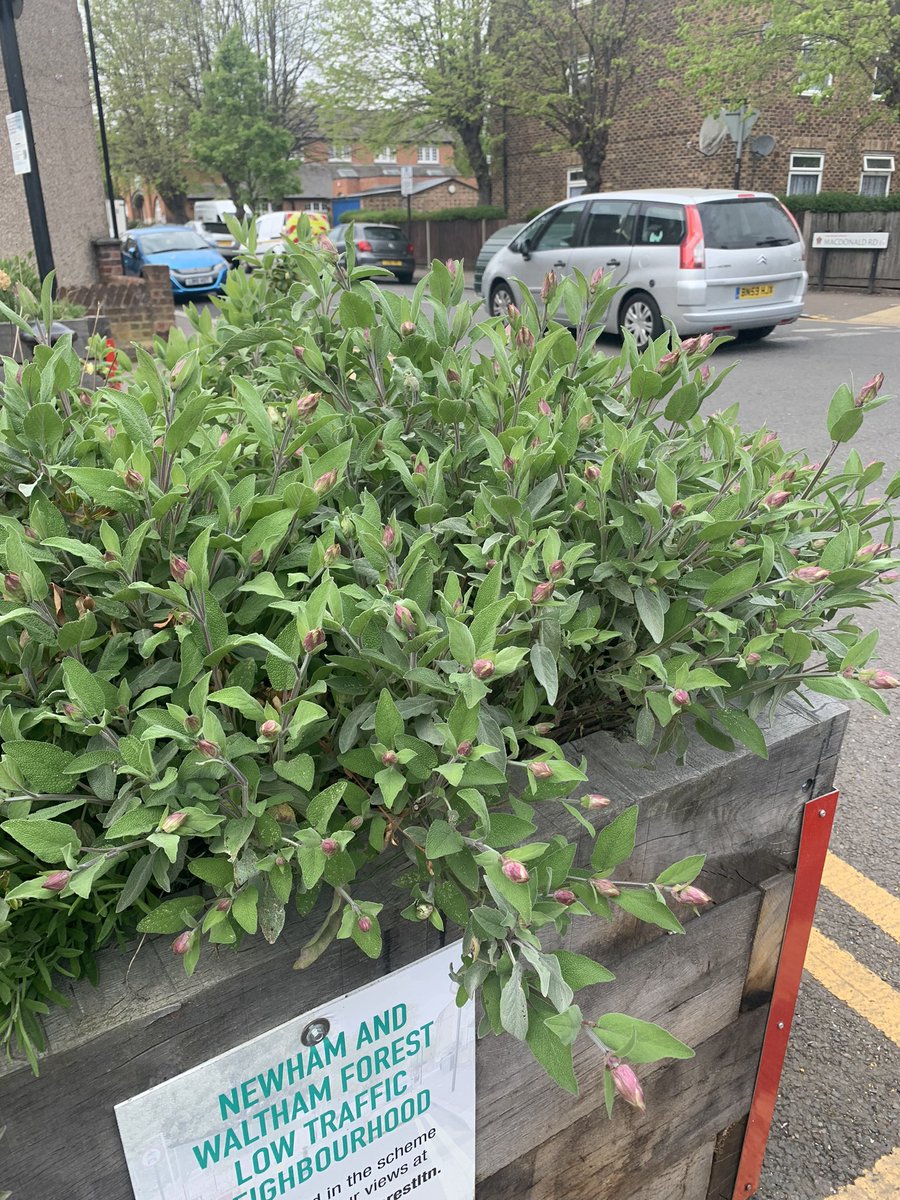 BetterStsNewham's tweet photo. The sage in the LTN planter at Station Road is thriving!! This scheme is now permanent &amp; we want Mayoral candidates to commit to boroughwide good quality LTNs over the next 4 years. Take a minute to ask them to pledge for #ClimateSafeStreets https://t.co/skTKOs7CUD https://t.co/3HQex6dkjY