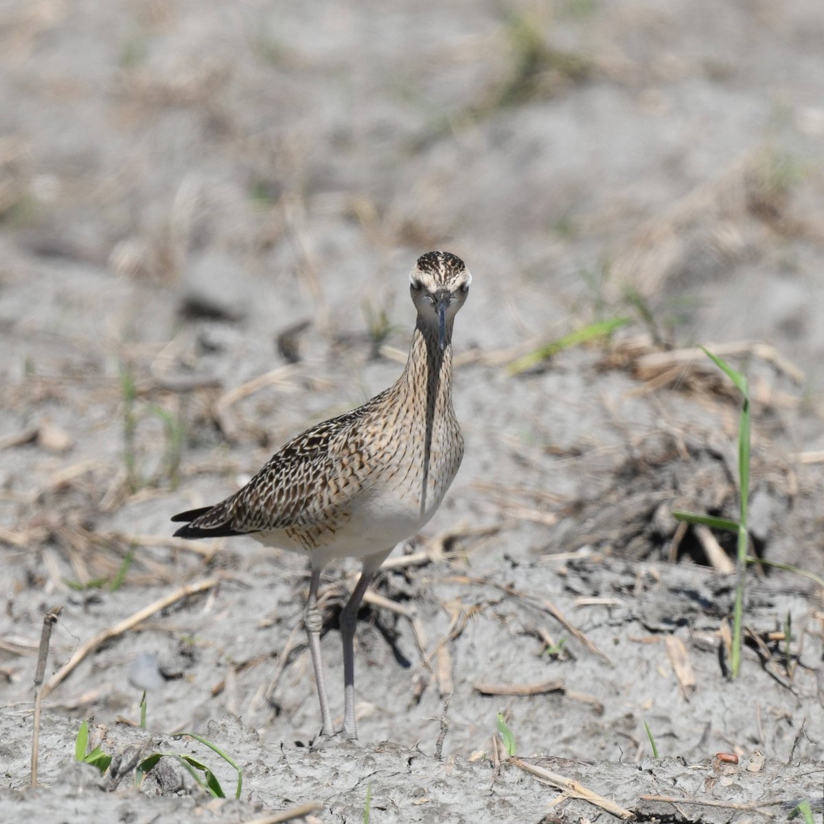 taiwanbirdguide's tweet photo. Noon.
#LittleCurlew #小杓鷸 #Frontbird
#Taiwan #TaiwanBirdGuide #bird #birdtour #birdtour https://t.co/lJAF0rhA4X