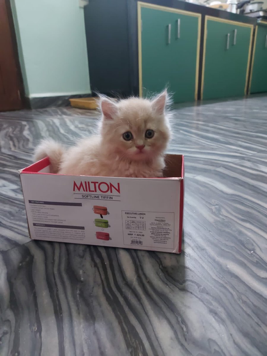IllegallySmol's tweet photo. my friend recently got herself a new kitten. No brain cell in sight (just cuteness) https://t.co/xAsRFEFO3L https://t.co/xGFliDDHH1