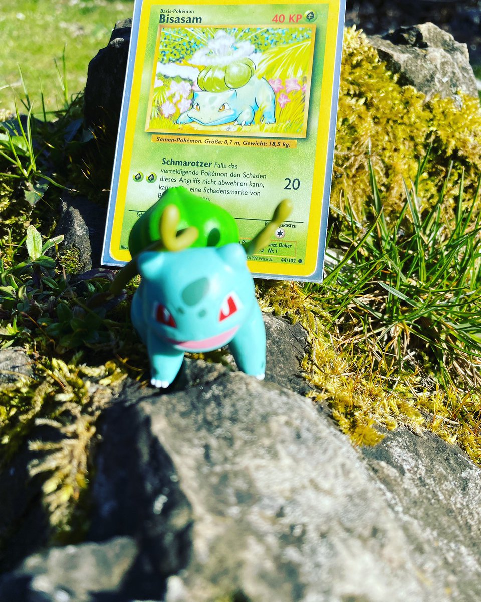 CaptainDoggo2's tweet photo. Always my number 1💚#pokemon #pokemontcg #pokemongo https://t.co/PyCe07j6nc