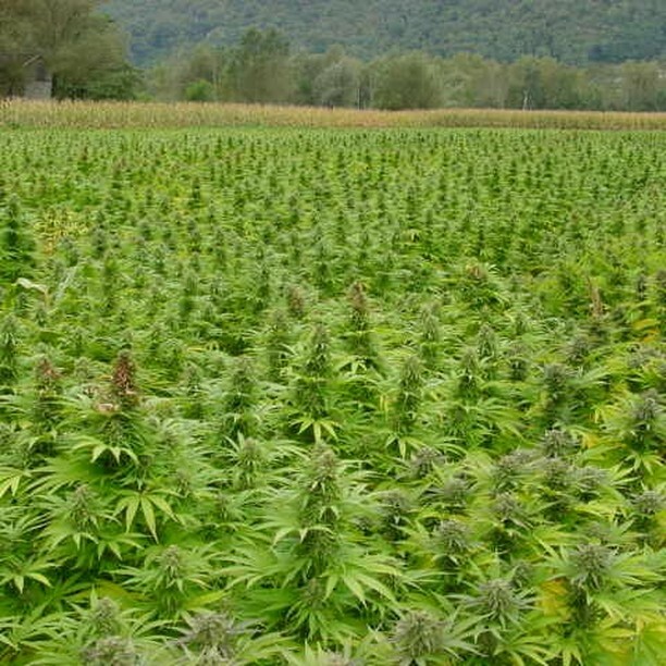 Believe it or not this is a photos from 2001 in Switzerland where we using spare clones from the greenhouse to fill up outdoors space to test whether things would finish ok. All of this went into making essential oil or terpenes as we call it nowadays...We had a contract wit…