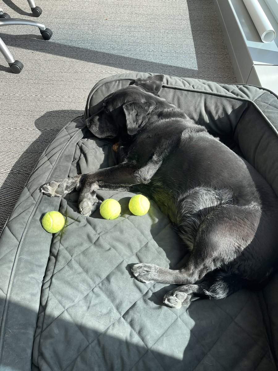 CCONellyCarson's tweet photo. Hey @StrengthSkill, I apologize in advance for stealing all of the @CarsonGroupLLC Health Center tennis balls 🎾 https://t.co/zSdycKNxD6