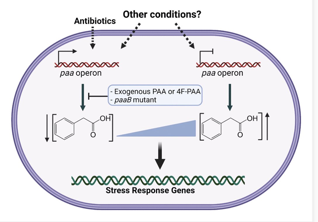Congrats <a href="/HooppawAnna/">Anna Hooppaw</a> and the rest of the team. Phenylacetic(PAA) is a hormone in plants. We report that Acinetobacter adjusts PAA catabolism in response to antibiotic and oxidative stress. Levels of PAA appear to impact transcription of multiple genes. journals.asm.org/doi/10.1128/mb…