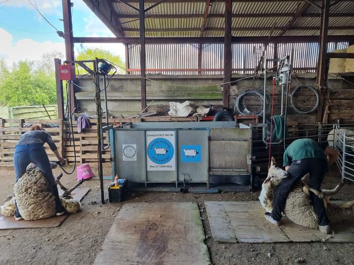 fars_sanctuary's tweet photo. The shearing of our sheep began today. Carers Ben & Ellie are attending to our more vulnerable animals. Later in the week, a compassionate shearer β who will make it as stress-free an experience as possible πβ€ β will shear the rest of the flock. We have a busy week ahead!! πβοΈ https://t.co/xfXoP8Tw23