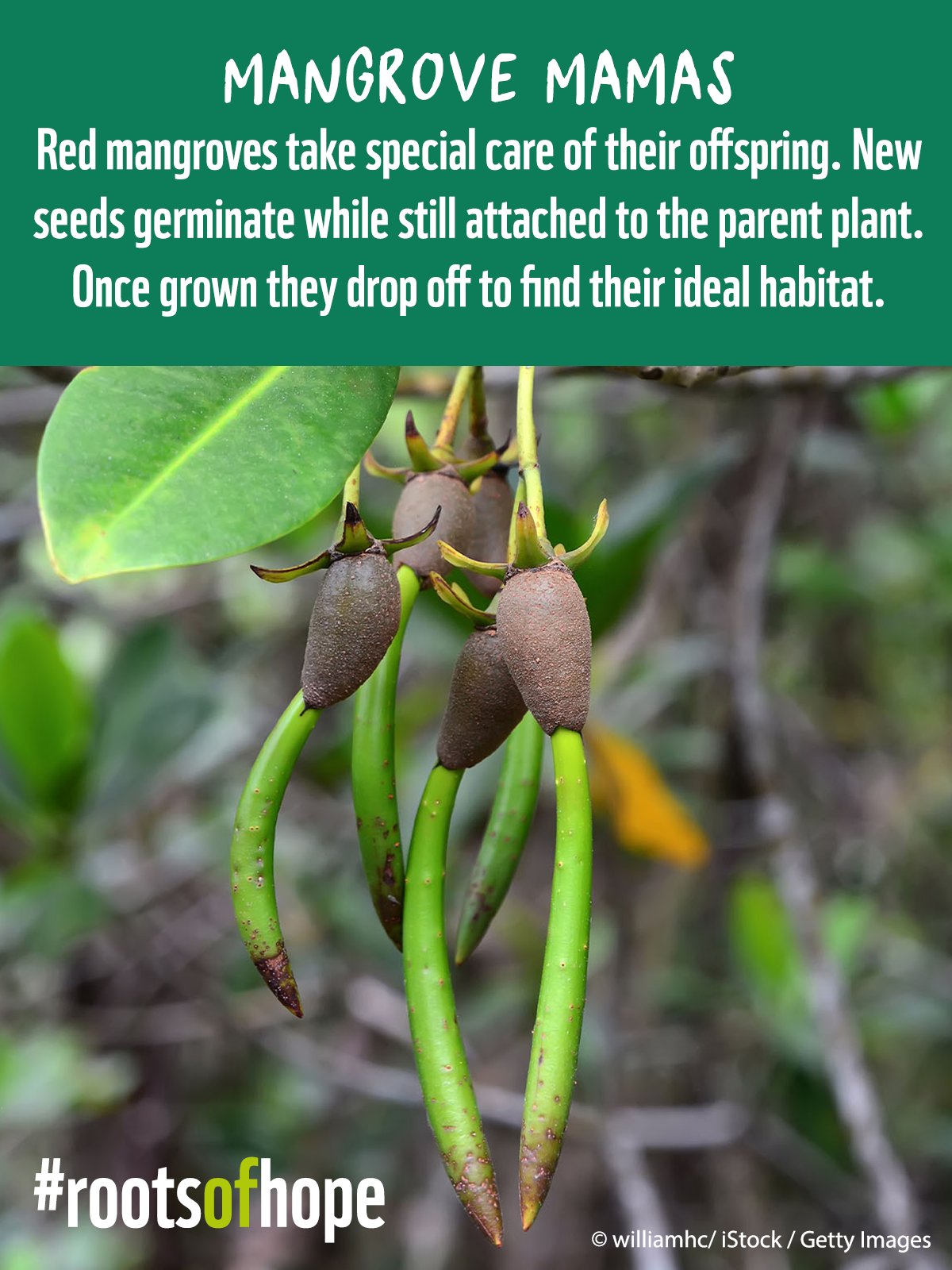 Save Our Mangroves Now! on X: "On #ArborDay let´s take a look at some  peculiar characteristics of #mangrove trees. #DYK that many mangrove  species show some form of vivipary - a rare