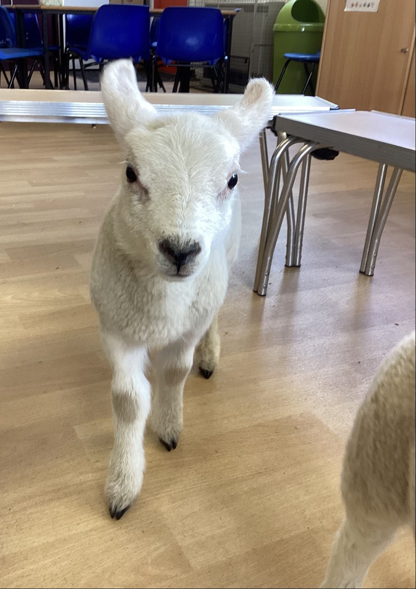 Julie Doyle (@juliedoylerr21) on Twitter photo Such an exciting day <a href="/sneintonprimary/">Sneinton Primary</a> we had a visit from Lily and Flop the baby lambs! Thank you so much <a href="/FrankieHill21/">Frankie Hill</a> #makingmemories <a href="/TransformTrust/">Timothée-Denis Collet🎻</a> Such an exciting day <a href="/sneintonprimary/">Sneinton Primary</a> we had a visit from Lily and Flop the baby lambs! Thank you so much <a href="/FrankieHill21/">Frankie Hill</a> #makingmemories <a href="/TransformTrust/">Timothée-Denis Collet🎻</a>