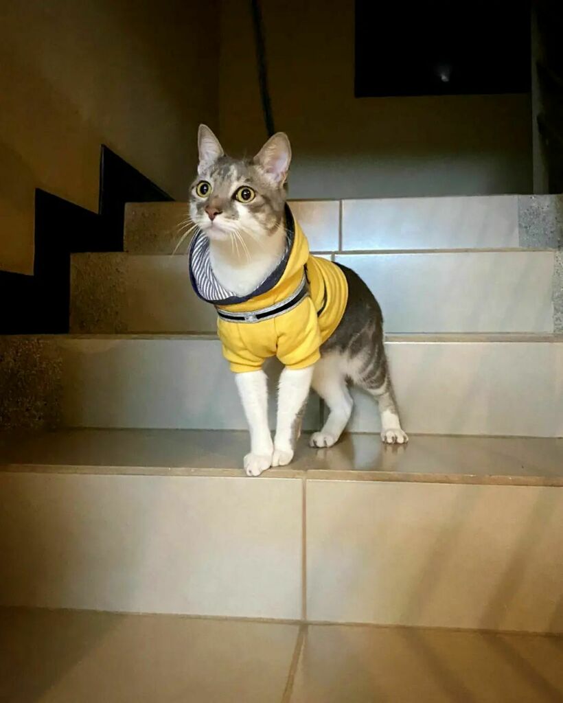 MiloBloguero's tweet photo. Esa cara es que se me olvidó algo 🐈
¿Qué crees que me faltó llevar a mi paseo?
#MiloBloguero #Caturday #WeeklyFluff #CatsDaily #CatMemes #Memes #Cats #catsofinstagram #Meowed https://t.co/FSL9XBzN8I https://t.co/lNtAMXxXu4
