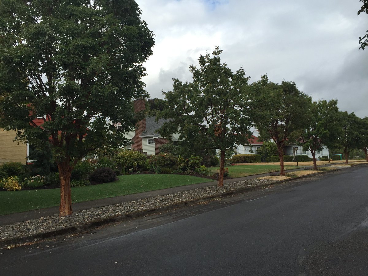 urban_forestry's tweet photo. Tree Code Amendments, current updates focus on important technical and minor policy fixes. Public hearings on 5/19 & 5/24
Learn more: https://t.co/8e8eI04Ws5
#trees #pdx #portland #tree #treecode #beheard #moretreesplease https://t.co/YD1UpUWDNO