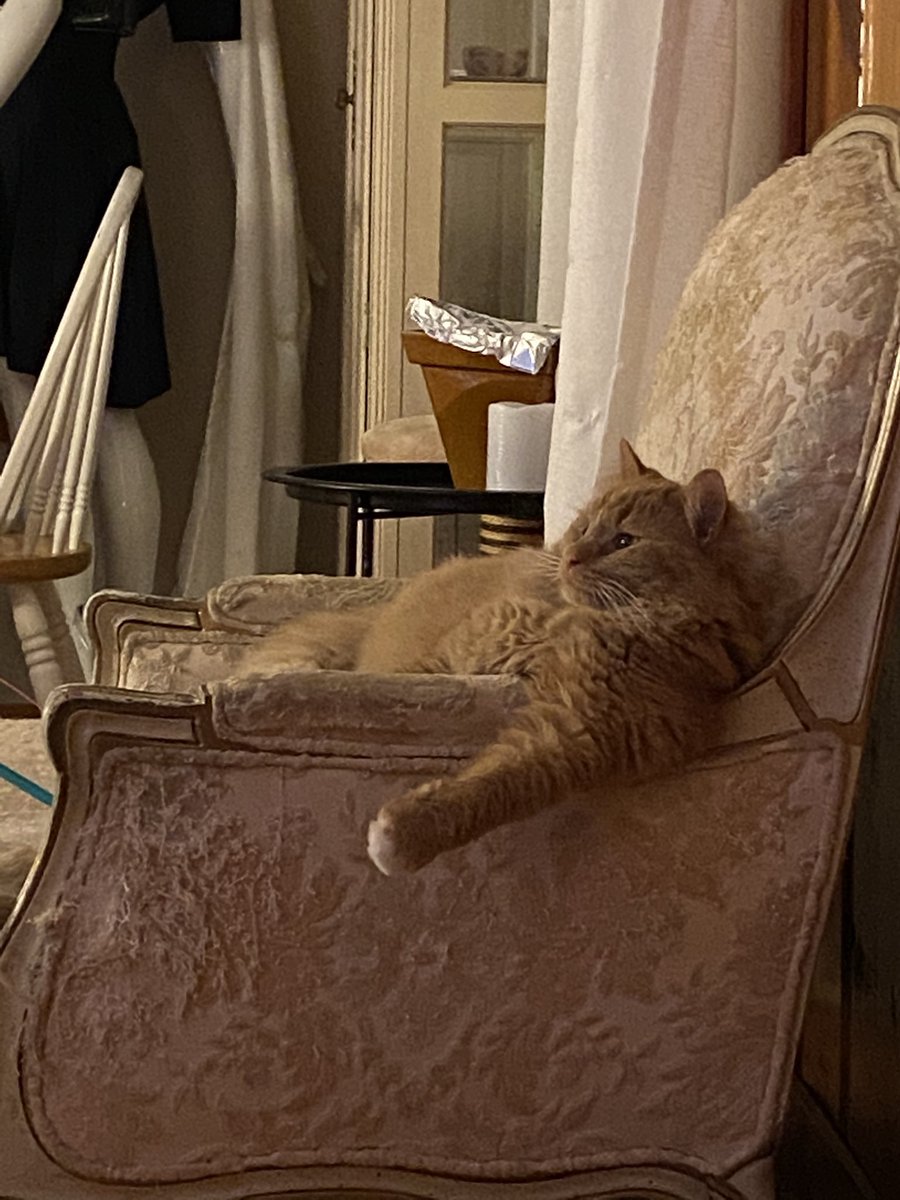 cats being weird little guys 👅 (@weirdlilguys) on Twitter photo 