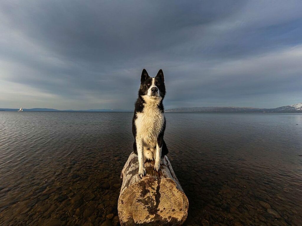 TabbyCatPhoto's tweet photo. My final two #houndvision photos - thanks to @dogbreathphotography @samhaddixphoto and @hairofthedogacademy and all my new friends! https://t.co/qcCKE7yMo4