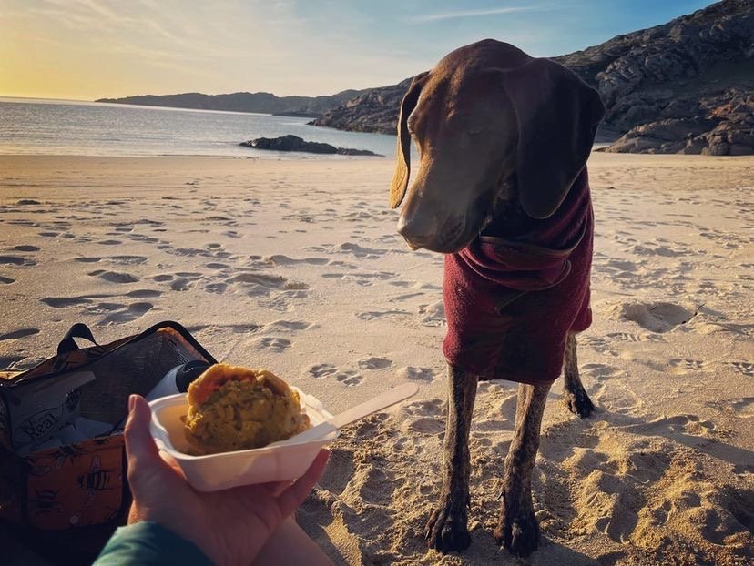 Mara very patiently waiting for her post swim Venison and Cranberry pie!