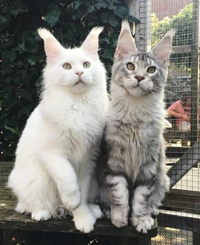 animal__passion's tweet photo. Très craquant ❤😍 https://t.co/VuNkvxdYZU