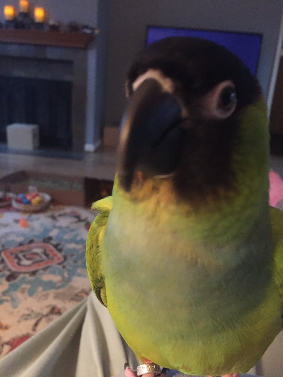 Teillady🦜🐦‍⬛ tweet media