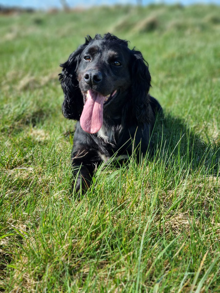 PSOSDogs's tweet image. #PDBilly assisted his colleagues from @polscotrpu with a vehicle search today. The driver thought they could disguise their controlled drugs but there’s no fooling Billy’s nose! Good lad 🐾
#TheNoseKnows #PoliceDogsOfTwitter