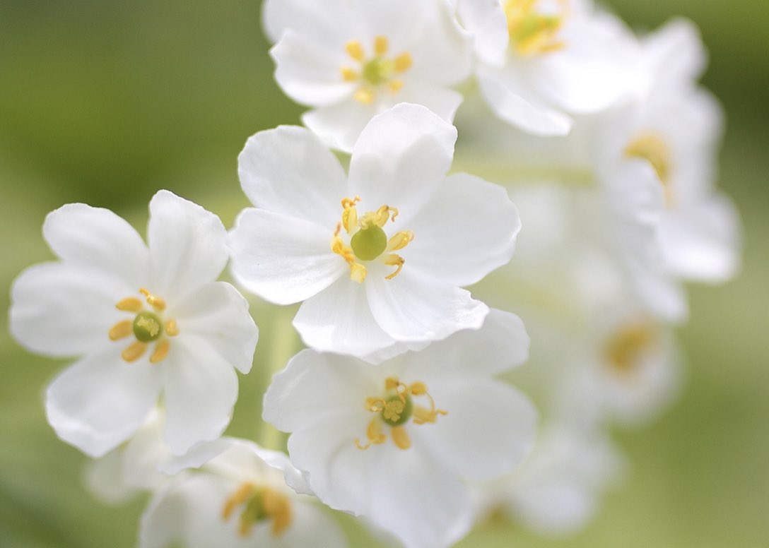 雨に濡れると透明になる花 サンカヨウ の姿は美しかった 話題の画像プラス 雨に濡れると透明になる花 サンカヨウ の姿は美しかった 話題の画像プラス