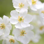 雨に濡れると透明になる花!？「サンカヨウ」の姿は美しかった。