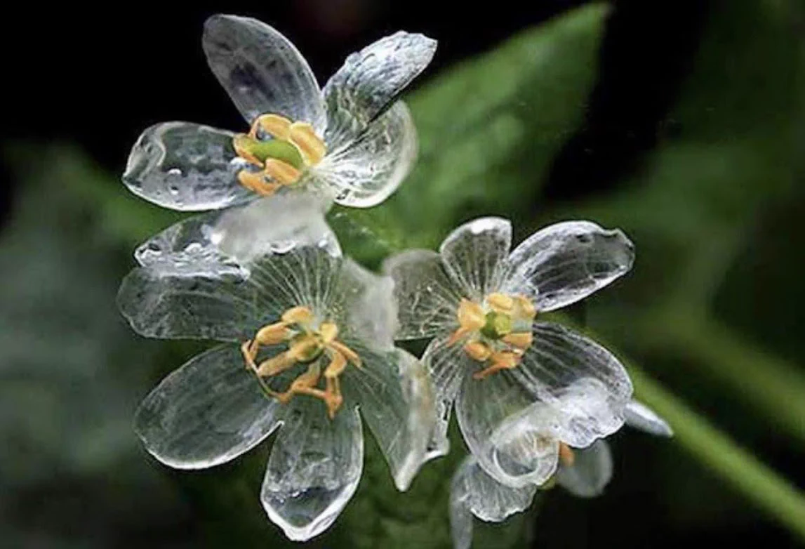 雨に濡れると透明になる花！？「サンカヨウ」の姿は美しかった。