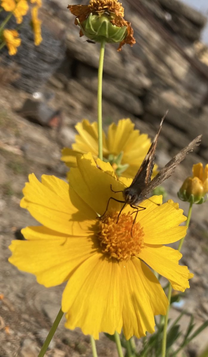 Got an opportunity to capture Nature in its full glory after a long time. It manifests itself beautifully every moment, it’s just us that needs to open our eyes (within &amp; outer) &amp; witness it.

#iPhoneSE #filterless #clicks #NaturePhotography #uttarakhand #openyoureyes 

<a href="/Apple/">Apple</a>