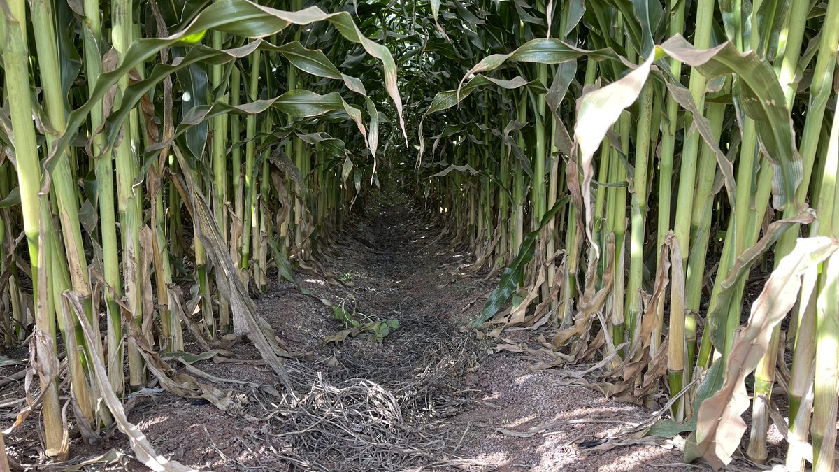 nalolugo's tweet photo. EN CAMINO A LAS 20 TON/HA DE MAÍZ BAJO SIEMBRA DIRECTA🌽🌽

Así se ve un lote de maíz que muy probablemente esté por encima de 18,000 kg/ha

-SD sobre rastrojo de frijol
-Riego por goteo
-Camas de 1.6 metros
-106,000 sem/ha
-CERO aplicaciones de insecticidas

📍Culiacán, Sinaloa https://t.co/zMkKDqF2wz