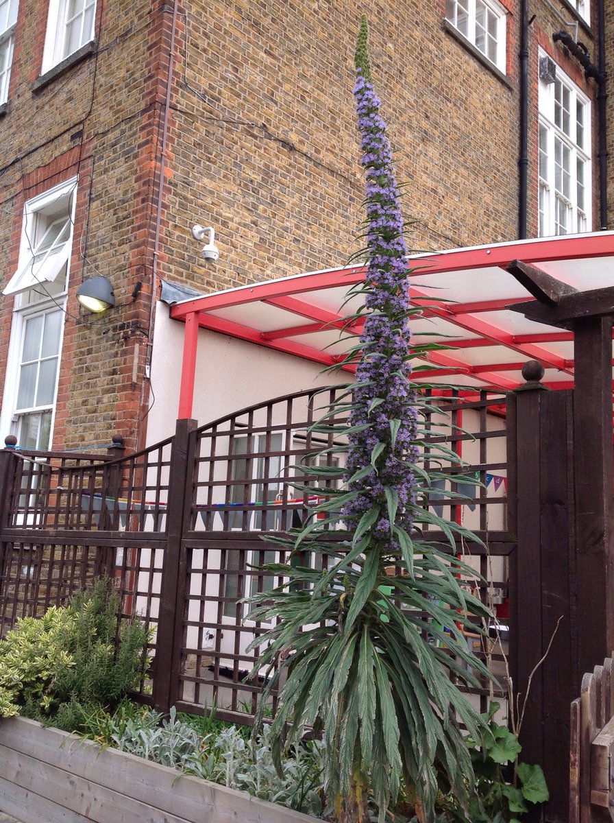 HothamMrsB's tweet photo. Have you seen such a tall plant before? It's called an echium and bees love it! 🐝🐝@HothamSchool #caringfornature https://t.co/u1lHPqlPqU