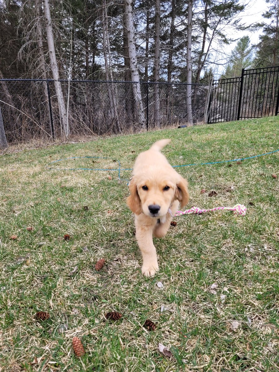Want a happy pup? Contact us for more info. pawsitivepawrents.ca