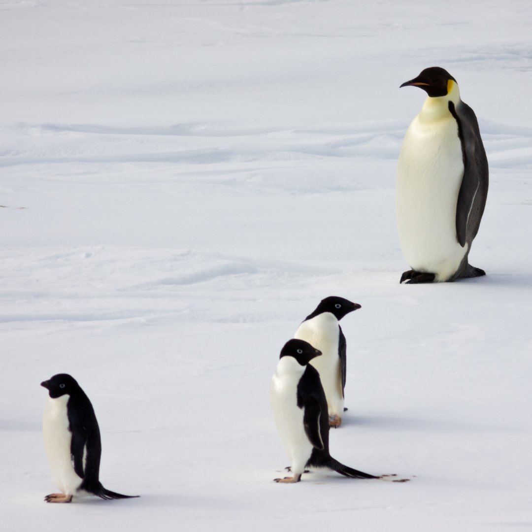 RTDIceDam's tweet photo. Fun fact: today is World Penguin Day! 🐧 
If you didn't know, it is a way of honoring the unique bird on the planet while raising awareness of its' existence due to it becoming a threat everyday. 

#savethepenguins #penguins #endangeredanimals https://t.co/aHp1PBTwnA