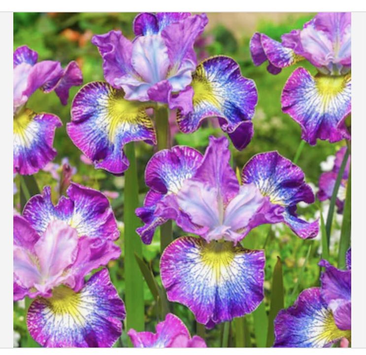 MichelleBalsam2's tweet photo. 🌞♉️🌜♓️🌞♉️🌜♓️🌞♉️🌜♓️🌞♉️🌜♓️
It’s Monday.
What motivates you to get out of bed and welcome a new week?
https://t.co/xVzkYlE7cg
I love you all!
💚💜💚💜
#sunintaurus #venus#astrology #love #career #daily #moon #sun #moon#dailyforecast #stars #planets #dailyhoroscopes https://t.co/CyiLaZjXeR