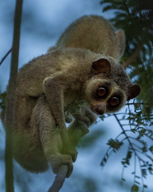 supriyasahuias's tweet photo. India’s first Wildlife Sanctuary for Slender Loris shall be set up in areas covering Dindigul and Karur Districts in Tamil Nadu. Listed as ‘endangered’ the Sanctuary will help in protection &amp; scientific management. Rs.10 crores allocated. #TNassembly #slenderloris #TNForest https://t.co/T5i3wdFpNq
