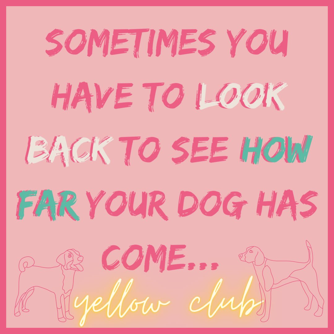 It’s a journey, with no quick fix, but it’s one we’d never turn away from 🐾 Our yellow dogs teach us so much.. and when you look back you can see just how far you’ve come 💛✨🌻

#anxiousdog #reactivedog #yellowdogs #yellowclub #dogsofinstagram #dogsoftwitter