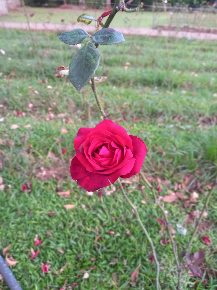 VEAtootz's tweet photo. Kulay rosas ang bukas 💮 https://t.co/CxcbfZpYNW