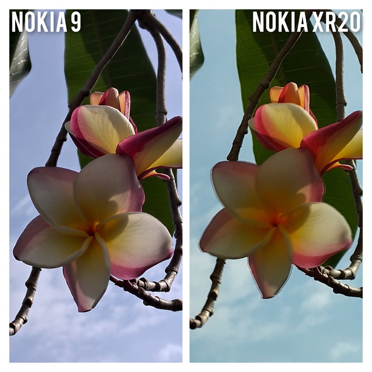 nokiapurist's tweet photo. Hey Nokia fans
Can the Nokia XR20 beat the Nokia 9.
@theoriginal086 @AaronTanES1
@Nokia_Chetan @Chiraggohil39
@NokianChetan @tumsoma
@HelloVenke @nokiapurist
Do tell us what will be your pick from these two
#teampureview #Nokia
It'll be appreciated if u can share ur pick with us. https://t.co/jh2vttJXbb
