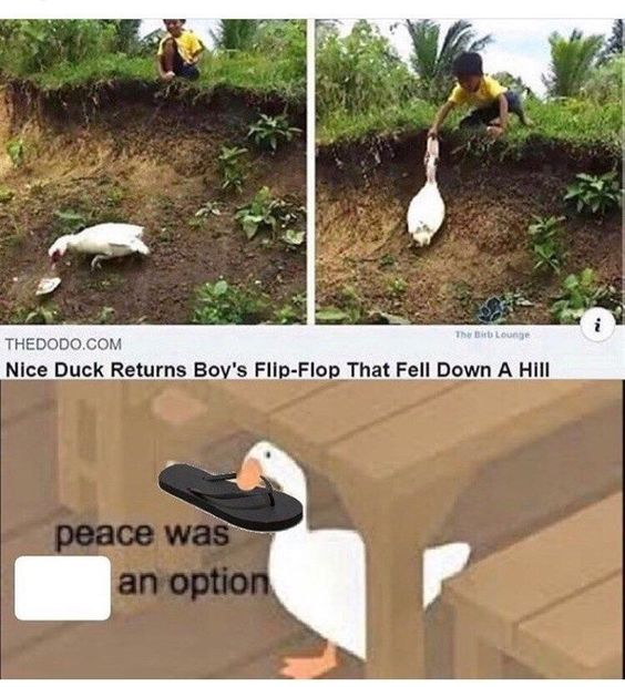 WholesomeMeme's tweet photo. https://t.co/qtQr2EFCFd