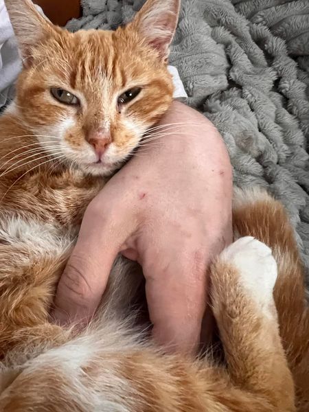 Hola!! Por favor..perdida en Hospitalet de Llobregat (Torrassa Collblanc) Barcelona (España
 No tiene dientes es un pequeñita y dócil con lo que ha de edtar escondida en algún patio..  Está pendiente de chip porque es rescatada!!