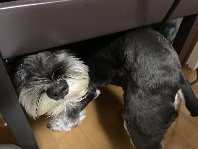 犬って反省するの しぐさの心理や反省する犬の動画 画像を紹介 わんわんナビ