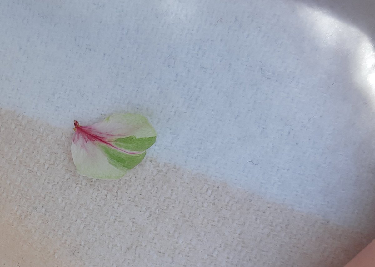 nobuko_chan_mo's tweet photo. 「認知症家族の交流会」に参加。
周りに理解を広める工夫について話し合えるのかと思っていたら、、
��護の文句ばかりでがっかりしてしまった。
数日経って、なんだか悲しかったんだと気づきました。

膝に舞い落ちてきたひとひら。桜ももうおしまいだけど、きれいな花びらは最後まで変わらない。 https://t.co/7n3LXt14H2