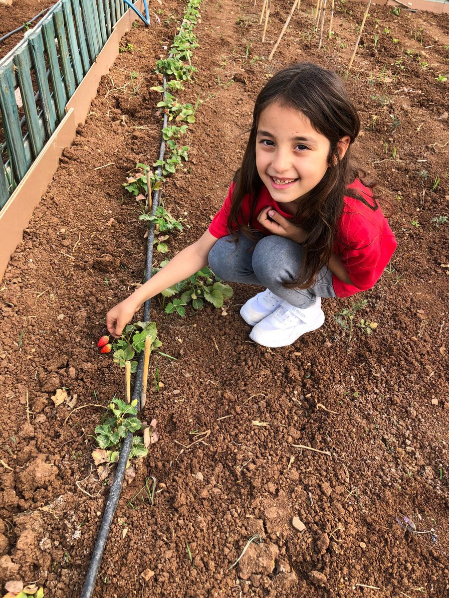 Çocuk Hobi Bahçemize Bahar Geldi. 🍓🍉
<a href="/tcmeb/">Millî Eğitim Bakanlığı</a> 
<a href="/MersinMEM/">Mersin İl Millî Eğitim Müdürlüğü</a> 
<a href="/AdemKoca46/">Adem Koca</a> 
Öğrenciler ve öğretmenlerin bir araya geldiği Çocuk Hobi Bahçesinde bahçesi'nde 15 farklı okuldan yüzlerce öğrenci ve öğretmen toprakla buluşmaktadır.