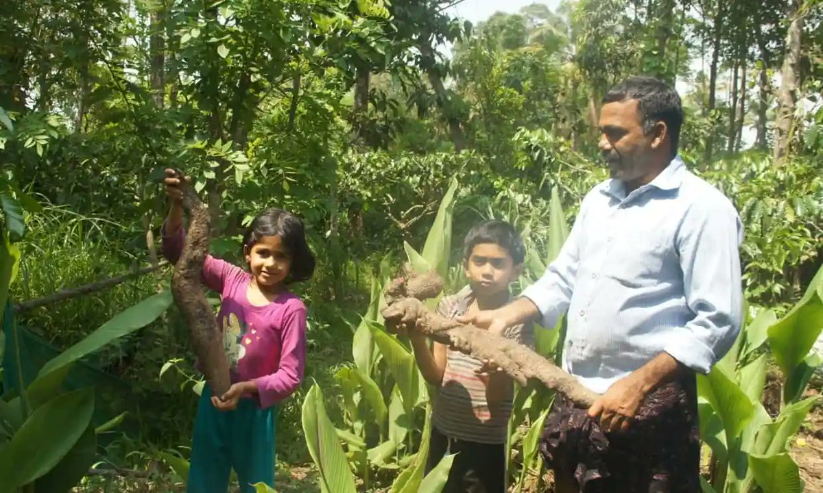 MatthBurkhalter's tweet photo. #TheAgeOfExtinction #Plants
‘The #TuberMan of #Kerala’ on a quest to champion #India’s rare and #IndigenousCrops
https://t.co/E3ehs0ZWt5 by @akinom_ladnom
Shaji NM has devoted his life to collecting and farming #tubers such as #yam, #cassava and #taro
#SDGs #BioDiversity https://t.co/s3kt6hYjjM