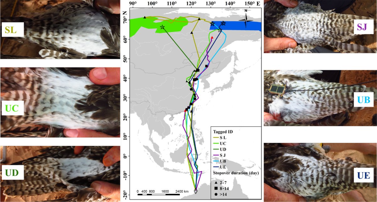 HQXSCN's tweet photo. A #satellite_tracking study showcases the #migration routes and the non-breeding distribution of two #subspecies of #whimbrels in Asia. Kuang et al. Avian Research (2022). https://t.co/kWMDXmfLjb
Our HQBG1206 (6.5 grams) were used in this study! https://t.co/ZynP2kZcK8