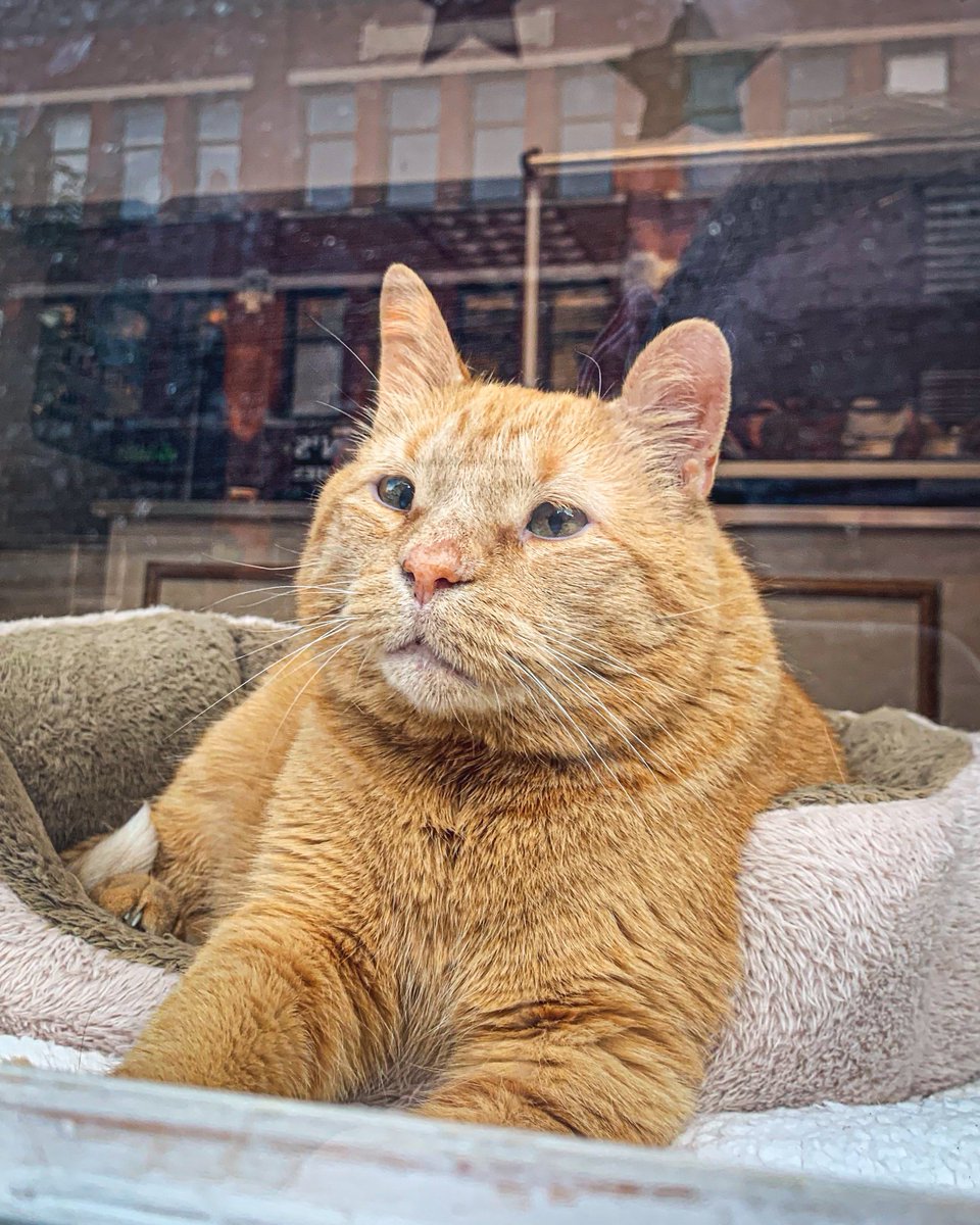 ohiou's tweet photo. Retweet for good luck during finals week 😸

You got this, Bobcats! https://t.co/WBZchY2lhi