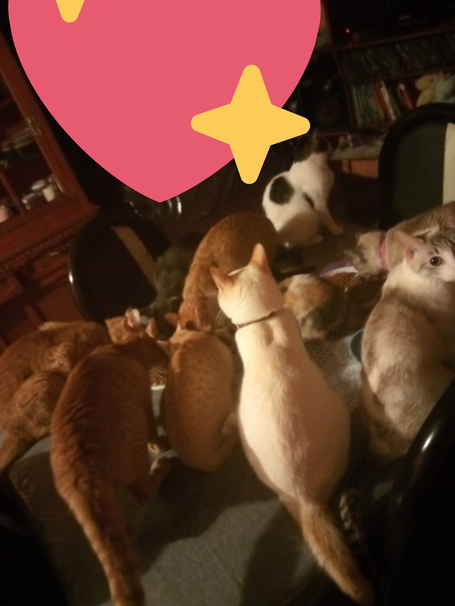 DulceGa74805694's tweet photo. HOLA CORAZONES 💞💞 A TRABAJAR, PROMOCIÓN $💲9️⃣0️⃣0️⃣HORA EN HOTEL TICOMÁN, ALGUNOS DE MIS 27 PELUDITOS RESCATADOS,YA DESAYUNANDO,NECESITAN MUCHAS COSAS ASI QUE A DARLE CON TODO 💕😊CITAS POR WHATSAPP 5549065412 ME AYUDAN RT ❤️ https://t.co/E4A2L3CJ2z