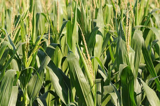 K-State researchers are factoring weather forecasts in decisions about optimum corn seeding rates. https://t.co/vzgCfFInT8 #KSRE https://t.co/5Z18jGG4mO